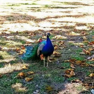 Wild peacock