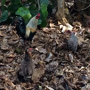 Wild chickens run around the grounds.