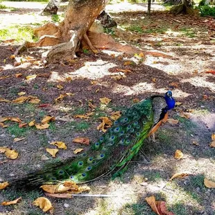 Wild peacock