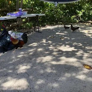 Tons of feral chickens.