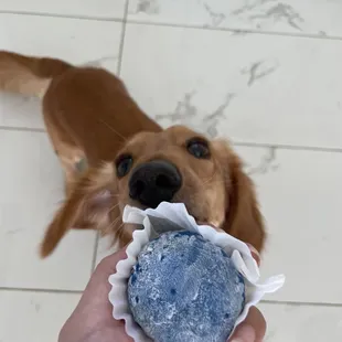 @simba_and_nala_808  Da Mochi guys brownie Mochi