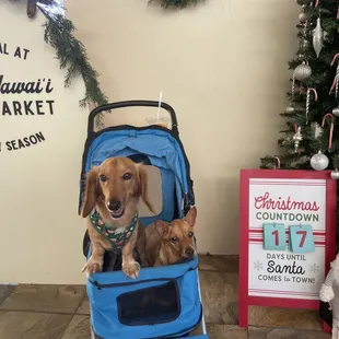 @simba_and_nala_808  Near target