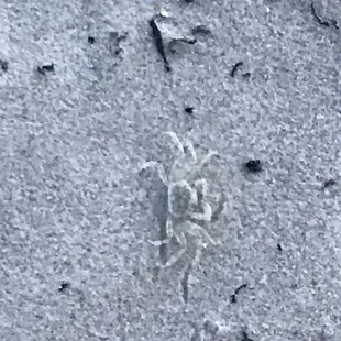 One of the crabs, they are everywhere and quite fun to watch