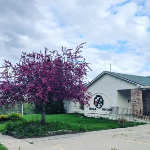Beautiful tree blooming in spring at the Malcolm X Foundation visitors center at 3448 Evans St.