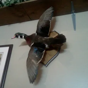 a mallard in flight