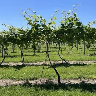 rows of grape plants