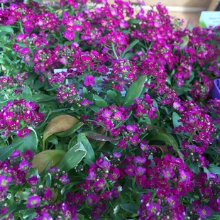 Ground cover. Taken in mid-May.