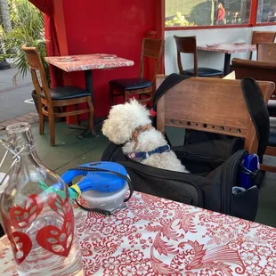 Outdoor seating available for those with pets