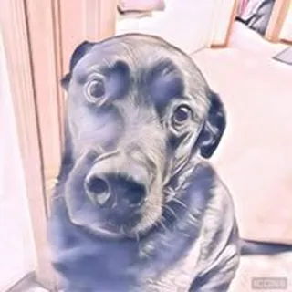 Rex S.