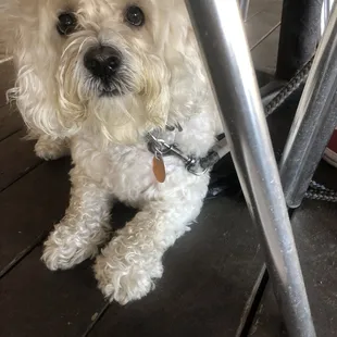 PAW friendly patio