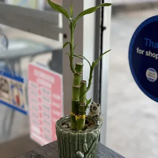 BeiBei watchin' while I'm away...