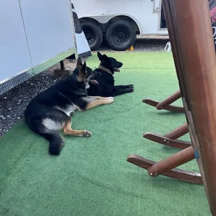 two dogs laying on the ground