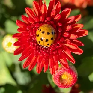 Lady bug guarding a zinnia