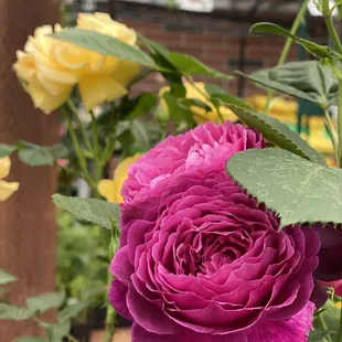 Julia Child hybrid rose bush with two-toned blooms was the perfect inspiration to match the chef's blending of cultural cuisines