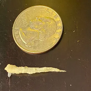 Bone next to quarter for size comparison.