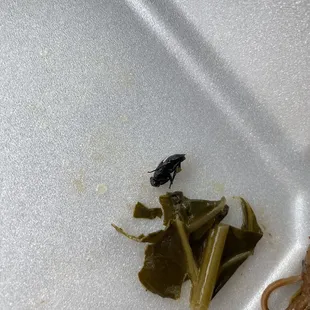 Fly in my collard greens