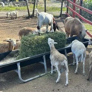 Animals
