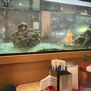 Dirty fish tank with the live fish inside