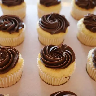 cupcakes with chocolate frosting