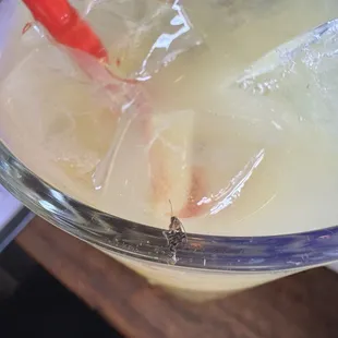 Bug on drinking glass