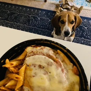Dog pining away for Eggplant Parmigiana (with Spaghetti) D