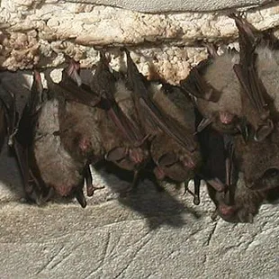 One of many species of bats that make Mammoth Cave their home.