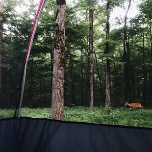 Deer around our tent in the am