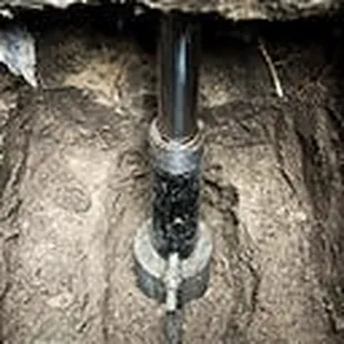 a dead bird in a hole