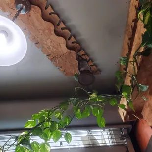 a plant in the corner of the room