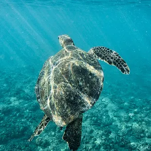 Honu can be seen throughout the year in Ko Olina and Waikiki!