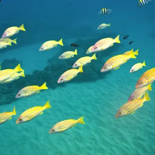 The colors underwater are irreplaceable!