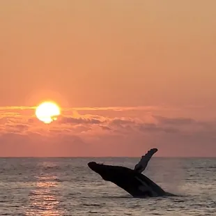 Whales at sunset are an epic experience with MANA cruises!