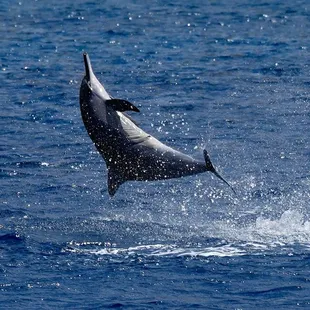 Spinner dolphins were jumping right by the boat