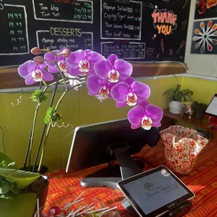 Ordering counter and gorgeous orchid