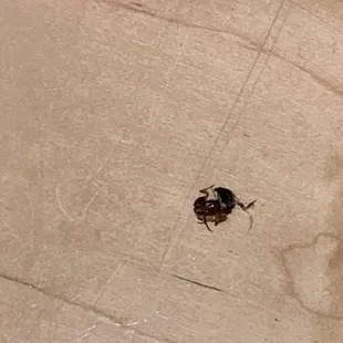 Roach
