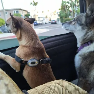 Worn out and tired after spending the day at LBC dog Beach. Now trying Manaow with my wife on her bday.  Happy Birthday Amy!!