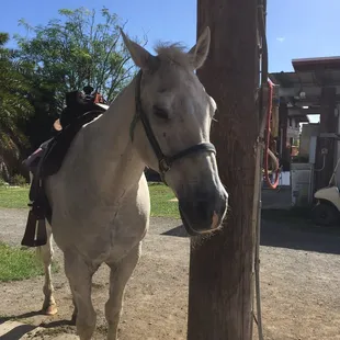 Horseback riding to help special needs kids