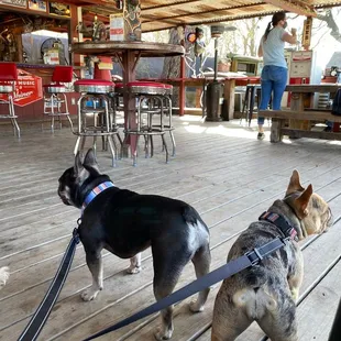 two dogs on a deck
