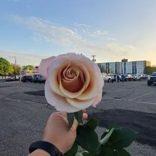 My mother's day rise from Mancini's