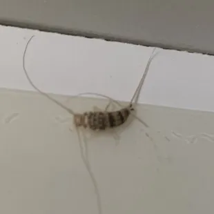 FORCED ME TO LIVE WITH SILVERFISH FOR 17 WEEKS