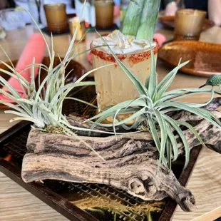 Mandala blanco cocktail-sin