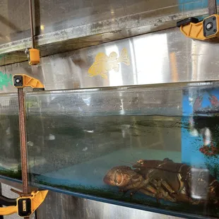 Fresh Lobster Tank