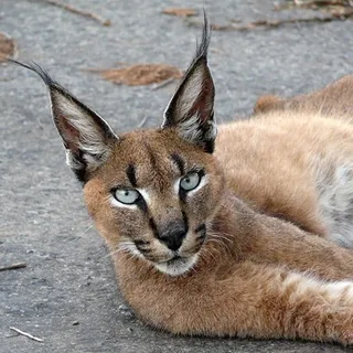 Leo A.