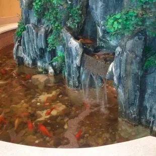 coy pond in lobby