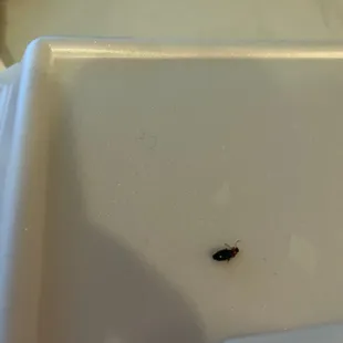 Bug in Lomein :(