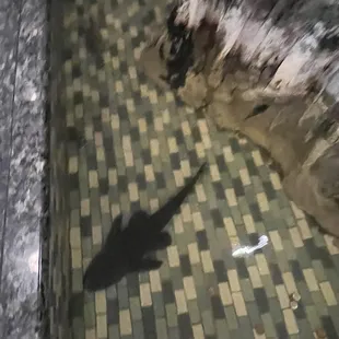 a shadow of a fish on a tiled floor