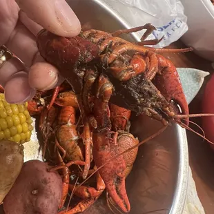 Crawfish