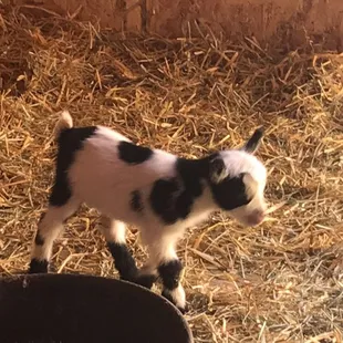Brand new baby goat