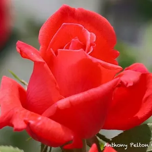 a close up of a red rose