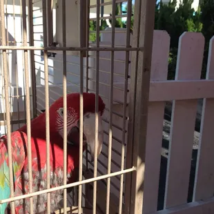 Mango, 10 years old, plays peekaboo